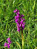Sturton & Leverton 26-4-26 - April 2026 Walks