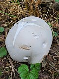 Giant Puffball Mushroom
(Calvatia gigantea)  - September 2026 Walks