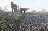 2nd Feb 2025, Little and Large in the mud! - Feb 2025 Walks